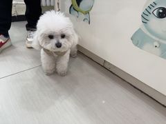 -全心全意连锁动物医院·微创中心·内科急重症·心脏专科(丰管路店)