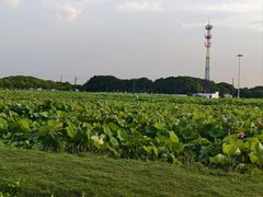 -嘉北郊野公园