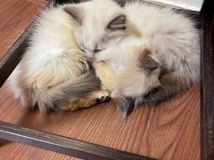 -楼上猫咖(罗湖店)