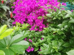 -忆江南·临江鱼馆