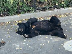 -大连森林动物园