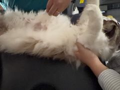 -安安宠医宠物医院·异宠·犬猫内科(岳阳分院)