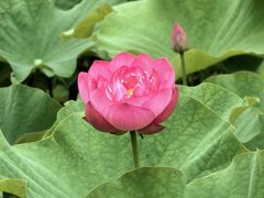 -亚沙水生植物园