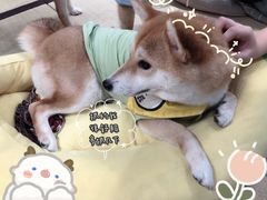 -逗柴咖啡屋·狗咖猫咖宠物桌游