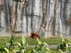 -武汉动物园