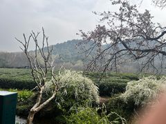 -中国茶叶博物馆(双峰馆区)
