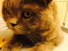 -芭比堂动物医院·犬猫全科·异宠专科(雁塔分院)