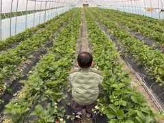 -喜杨洋草莓采摘园