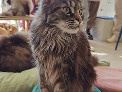 -平行世界·猫咖(首经贸店)