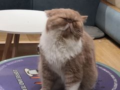 -滚猫咖啡·猫咖·猫友好撸猫(未来城店)