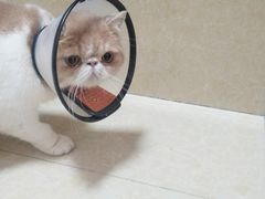 -瑞鹏宠物医院·骨科·猫科·内科(第一中心)
