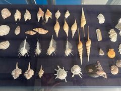 -上海海洋大学鱼文化博物馆(军工路校区)