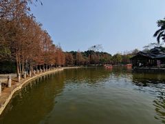 -金花茶公园