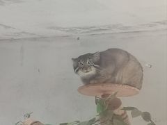 -青藏高原野生动物园