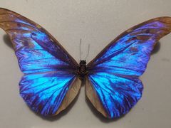 -上海昆虫博物馆