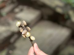 -都江堰普照寺