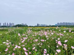 -洋湖国家湿地公园