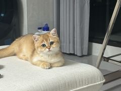 -东方名猫馆·英短金渐层布偶猫舍(环线广场1号楼店)