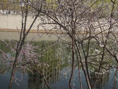 -桃花堤公园