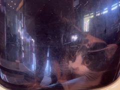 -宠颐生斯嘉宠物医院·急重症·心内科(谷阳北路分院)