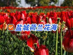 -荷兰花海