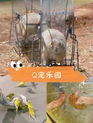 -七巧国萌宠乐园(龙湖天街店)