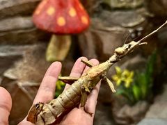 -上海大自然野生昆虫馆(东方明珠·爬宠昆虫探索中心)