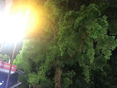 -富豪雪糕车流动点(尖沙咀)