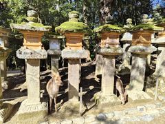 -奈良公园