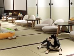 -逗柴咖啡屋·狗咖猫咖宠物桌游