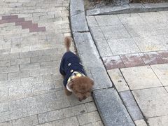 -瑞派宠物医院·中兽医专科(中央商城分院)