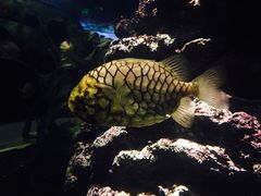 -暹罗海洋世界