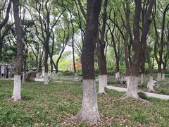 -红梅公园