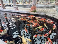 -观唐（国际）度假村温泉