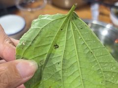 -霞姐屯昌枫木香草鸭店(海螺店)