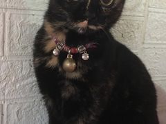 -爱侣宠医·鹦鹉专科·小型哺乳类·异宠专科(灵石路店)