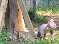 -广州长隆野生动物世界