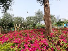 -宝安西湾红树林湿地公园