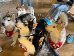 -Husky Go! 哈士奇体验馆·宠物咖啡厅狗咖