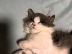 -欣宠猫屋·矮脚拿破仑·蓝金金渐层