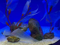 -上海海洋水族馆