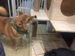 -逗柴咖啡屋·狗咖猫咖宠物桌游