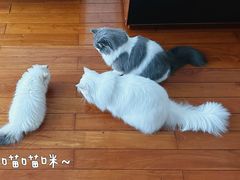 -momokira米努特·德文卷毛猫·棉花面纱犬