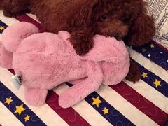 -安安宠医·安宠宠物医院