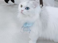 -共舞时光猫咖·狗咖(新街口店)
