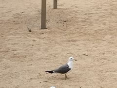 -海驴岛(荣成市)