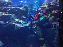 -暹罗海洋世界