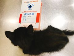 -瑞派天使宠物医院·神经外科·骨科·核磁(洛川中路店)
