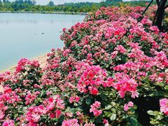 -上海辰山植物园