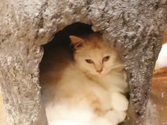 -猫猫幼稚园·撸猫·桌游·电玩